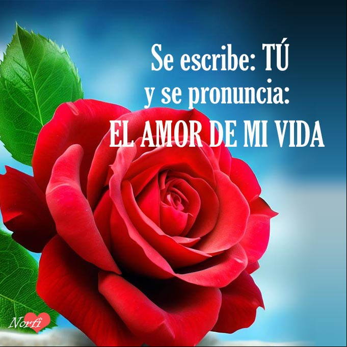 Se escribe Tú y se pronuncia El amor de mi vida Rosa roja