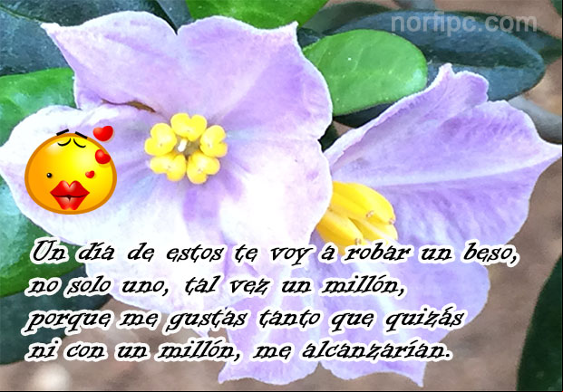 Un día de estos te voy a robar un beso, no solo uno, tal vez un millón, porque me gustas tanto que quizás ni con un millón, me alcanzarían Mensajes de amor para enamorarla y conquistarla