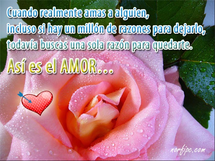 Cuando realmente amas a alguien, incluso si hay un millón de razones para dejarlo, todavía buscas una sola razón para quedarte. Así es el amor Poema sobre el amor verdadero y como tratamos de conservarlo