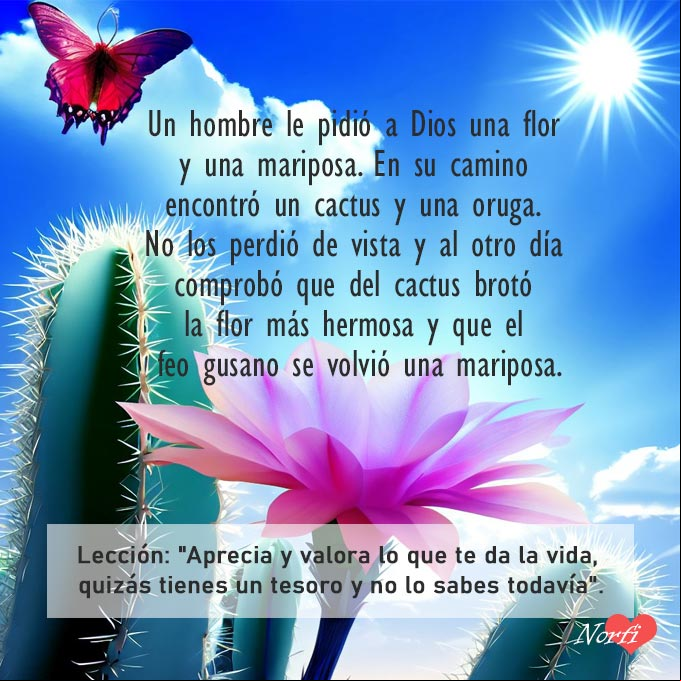 Aprecia y valora lo que te da la vida, porque quizás tienes un tesoro y no lo sabes todavía Cactus con una flor y mariposa volando encima