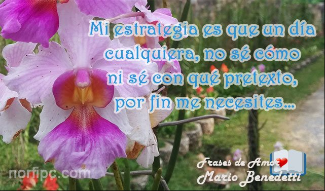 Mi estrategia es que un día cualquiera, no sé cómo ni sé con qué pretexto, por fin me necesites. Frase de Benedetti Mi estrategia, frase de amor de Mario Benedetti