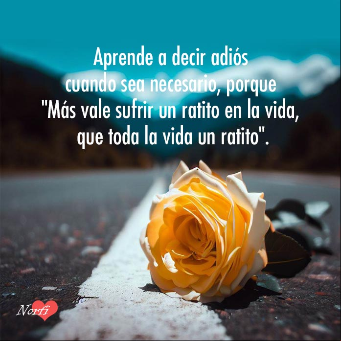 Frases y consejos de un psicólogo para el amor y la vida Rosa amarilla tirada en una carretera