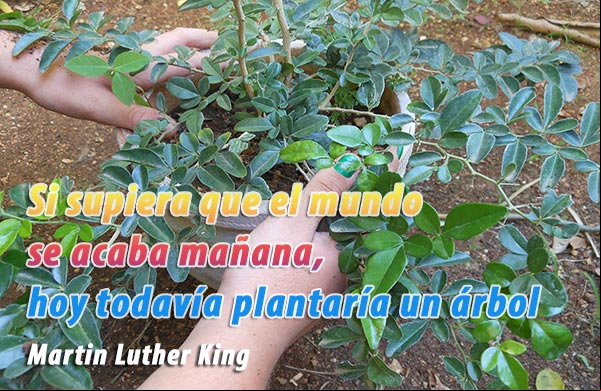 Si supiera que el mundo se acaba mañana, hoy todavía plantaría un árbol. Martin Luther King Pensamiento optimista de la vida de Martin Luther King