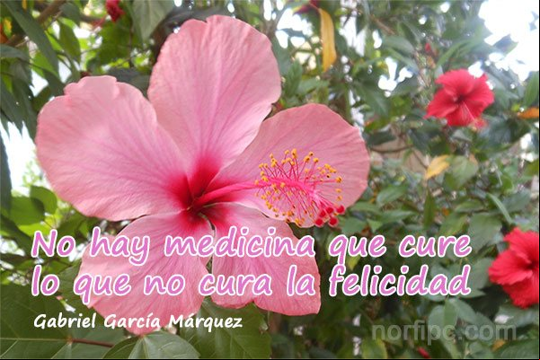 No hay medicina que cure lo que no cura la felicidad Frase de Gabriel García Márquez sobre la felicidad en la vida