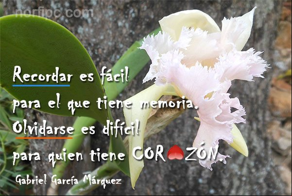 Recordar es fácil para el que tiene memoria. Olvidarse es difícil para quien tiene corazón Frases de amor de Gabriel García Márquez