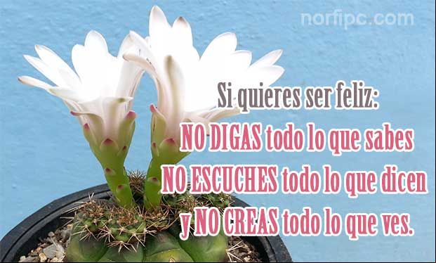 Si quieres ser feliz, NO digas todo lo que sabes, NO escuches todo lo que dicen y NO creas todo lo que ves... Consejo de un psicologo para ser feliz en la vida