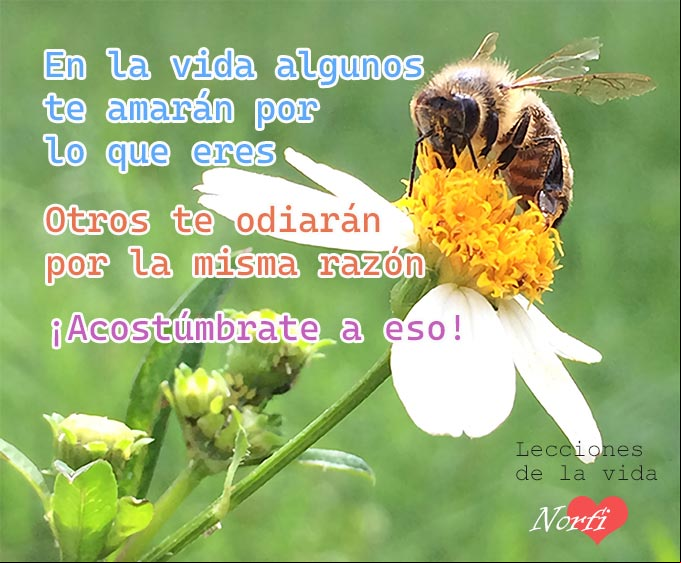 En la vida algunos te amarán por lo que eres y otros te odiarán por la misma razón. Acostúmbrate a eso Consejos para la vida de mi abuela
