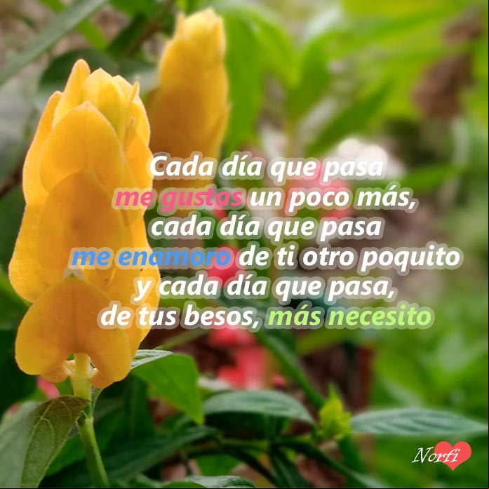 Flores de la planta Colita de camarón, Justicia o Beloperone