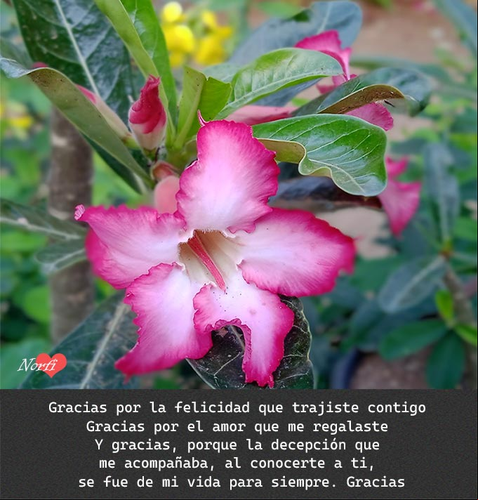 Gracias por la felicidad. Poema de amor Foto de flor Adenium con poema para dar gracias por la felicidad