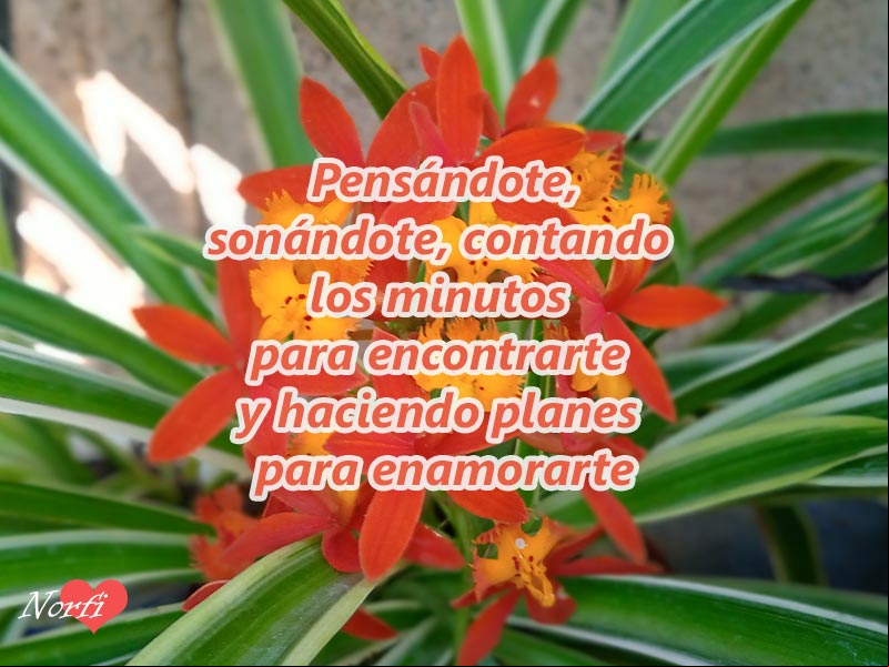 Me paso todo el día pensando en ti, sonándote, contando los minutos que me faltan para encontrarte y haciendo planes para enamorarte Poema de amor: Me paso todo el día haciendo planes para enamorarte