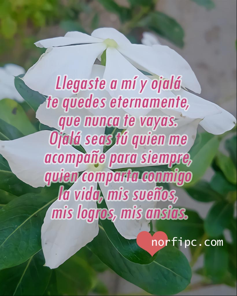 Llegaste a mí y ojalá te quedes eternamente, que nunca te vayas. Ojalá que seas tú quien me acompañe para siempre, quien comparta conmigo la vida, mis sueños, mis logros, mis ansias Flores de vicarias blancas