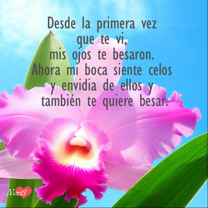 Orquidea Cattleya rosada bajo cielo azul