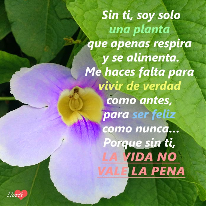 Sin ti la vida no vale la pena. Poema de amor para que regrese Sin ti la vida no vale la pena. Poema de amor para que regrese