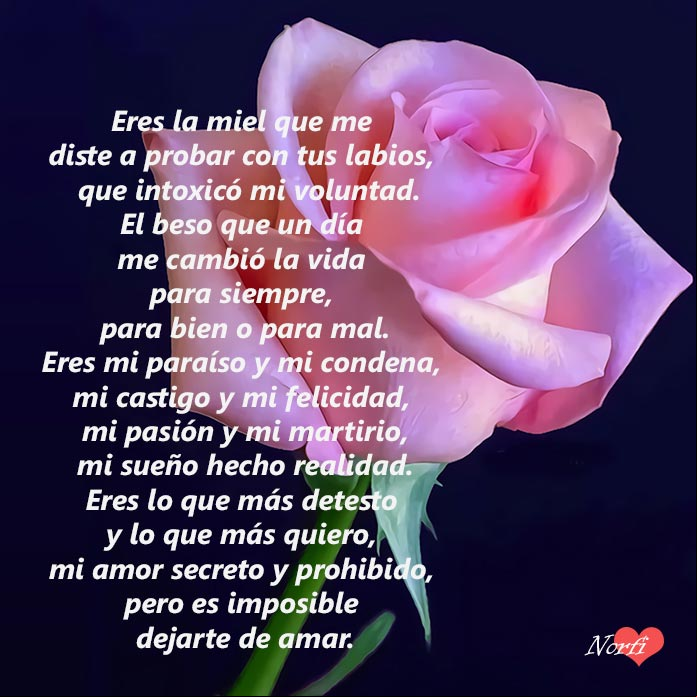 Tú eres mi amor secreto y prohibido, poema Rosa rosada con fondo negro y poema para un amor prohibido