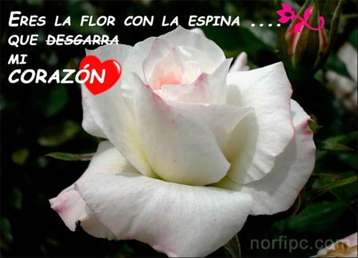 Postal de amor para una persona que nos hiere y nos hace daño Postal de amor para una persona que nos hiere y nos hace daño