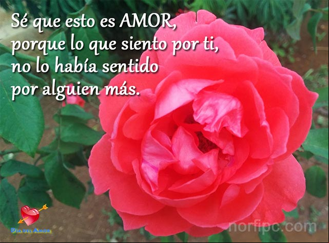 Sé que esto es AMOR, porque lo que siento por ti, no lo había sentido por alguien más Sé que esto es AMOR, confesión de un amor sincero