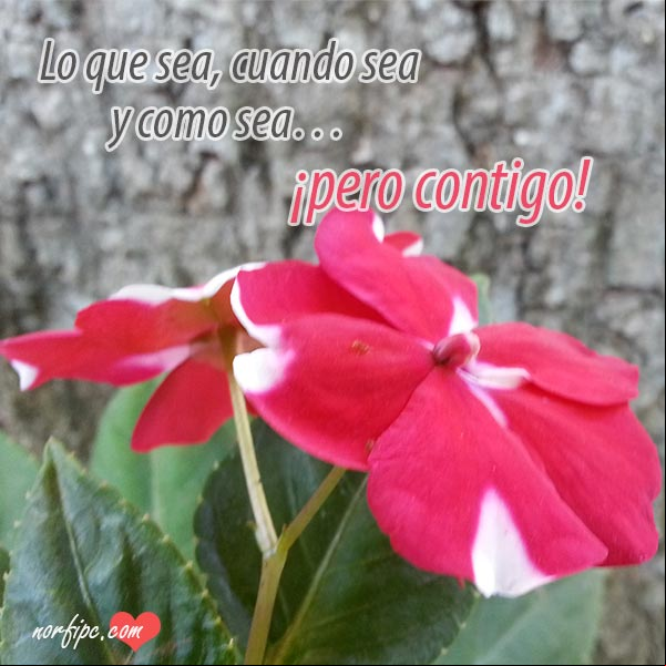 Lo que sea, cuando sea y como sea... ¡pero contigo! #FotosAmorInstagram Lo que sea pero contigo. Fotos con mensajes de amor en Instagram
