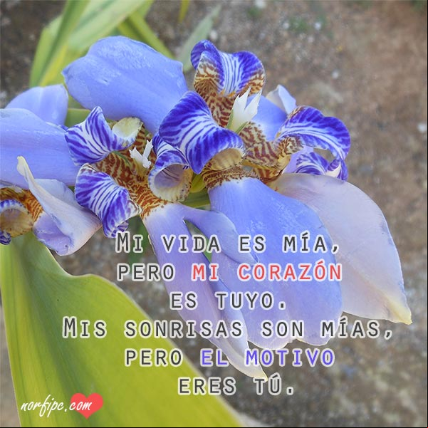 Mi vida es mía, pero mi corazón es tuyo. Mis sonrisas son mías, pero el motivo eres tú. #MensajesAmorInstagram Mi corazon es tuyo. Fotos con mensajes de amor en Instagram
