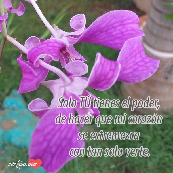 Solo TÚ tienes el poder, de hacer que mi corazón se estremezca con tan solo verte. #FotosAmorInstagram Solo tu tienes ese poder. Fotos con mensajes de amor en Instagram