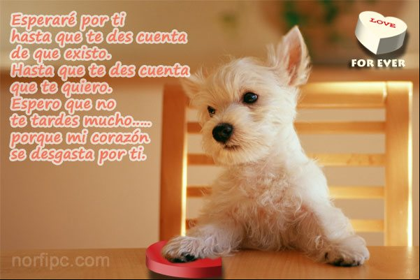 Esperaré por ti hasta que te des cuenta de que existo Esperaré por ti hasta que te des cuenta de que existo