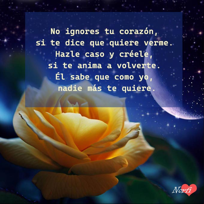 No ignores tu corazón, si te dice que quiere verme; hazle caso y créele, si te anima a volverte; él sabe que como yo, nadie más te quiere Rosa amarilla bajo noche de luna