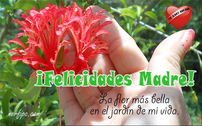 Postales para felicitar a mi Mamá