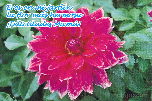 Madre eres en mi jardín la flor más hermosa. ¡Felicidades Mamá! Madre eres en mi jardín la flor más hermosa