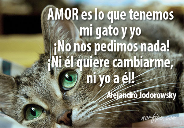 Amor es lo que tenemos mi gato y yo: ¡no nos pedimos nada, ni él quiere cambiarme, ni yo a él! Eso es el amor, estar contento con la existencia del otro, simplemente. No esperar nada de él. #Reflexión de Alejandro Jodorowsky El amor de mi gato y yo