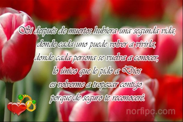 Si después de muertos hubiera una segunda vida, donde cada uno puede volver a vivirla, donde cada persona se vuelva a conocer, lo único que le pido a Dios es volverme a tropezar contigo, porque de seguro te reconoceré Foto con frase sobre el amor y la felicidad