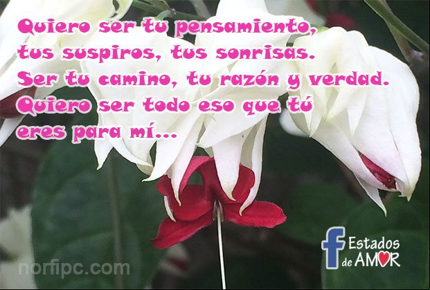 Quiero ser tu pensamiento, tus suspiros, tus sonrisas. Ser tu camino, tu razón y tu verdad. Quiero ser todo eso que tú eres para mí Estado de Facebook para un amor como el mio