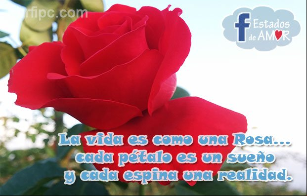 La vida es como una Rosa... cada pétalo es un sueño y cada espina una realidad Estado de Facebook La vida es como una Rosa...