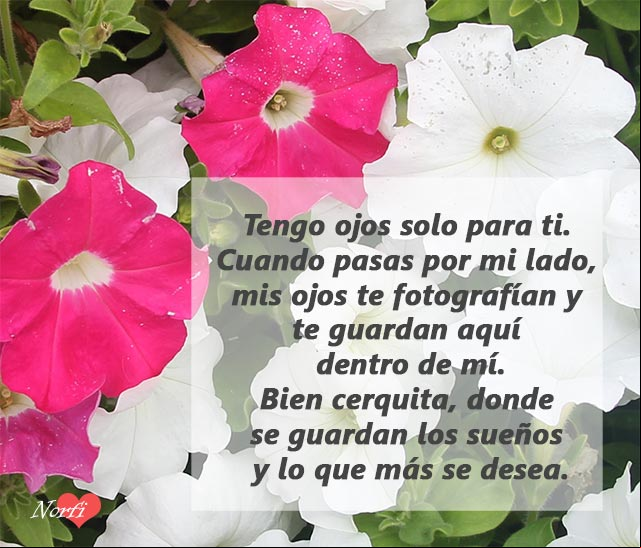 Tengo ojos solo para ti. Cuando pasas por mi lado, mis ojos te fotografían y te guardan aquí dentro de mí. Bien cerquita, donde se guardan los sueños y lo que más se desea Tengo ojos solo para ti