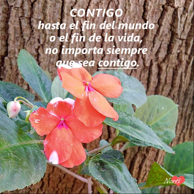 Contigo hasta el fin del mundo o el fin de la vida, no importa siempre que sea contigo Contigo hasta el fin del mundo o el fin de la vida, no importa siempre que sea contigo