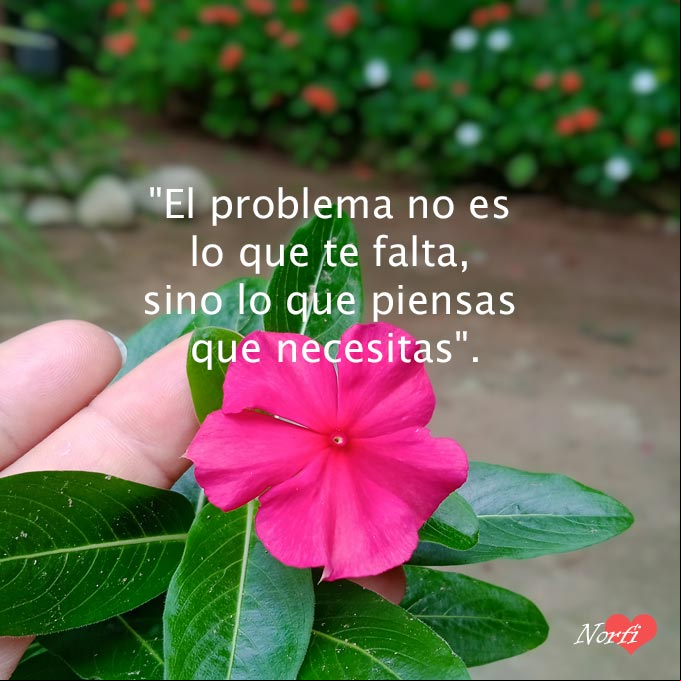 'El problema no es lo que te falta, sino lo que piensas que necesitas' Mano con flor de Vicaria roja