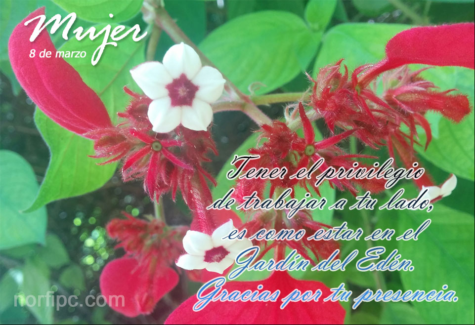 Tener el privilegio de trabajar a tu lado, es como estar en el Jardín del Edén. Gracias por tu presencia. Postal para una mujer por tener el privilegio de trabajar a su lado