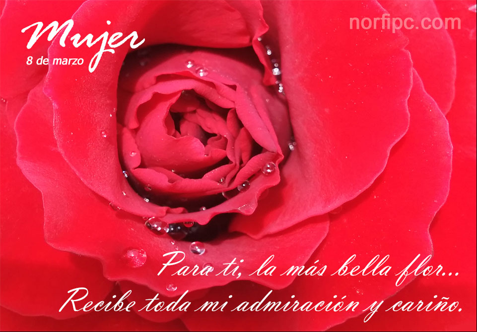 Para ti mujer, la más bella flor. Recibe toda mi iración y cariño Postal para obsequiar a una mujer con toda mi iración y cariño