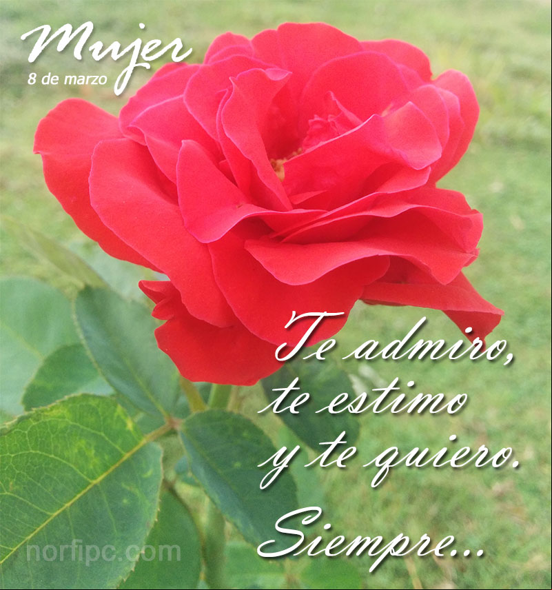 Mujer te iro, te estimo y te quiero. Siempre Postal para una mujer porque la iro, la estimo y la quiero