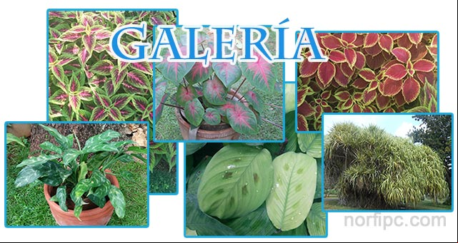 Galería de fotografías de plantas decorativas y ornamentales