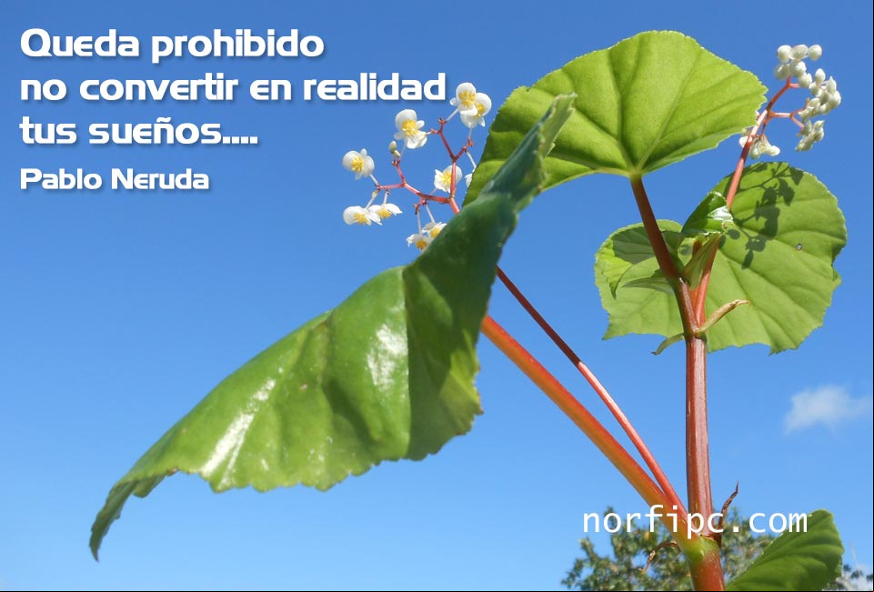 Frases famosa del poeta Pablo Neruda