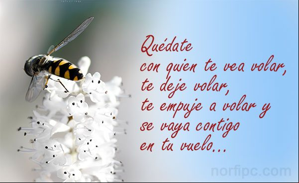 Quédate con quien te vea volar, te deje volar, te empuje a volar y se vaya contigo en tu vuelo Consejos para encontrar quien de verdad vale la pena