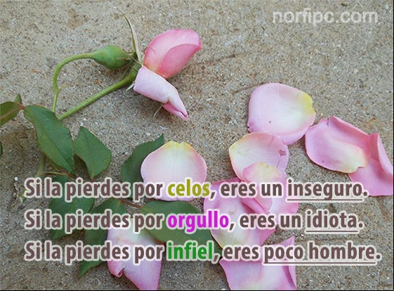 Si la pierdes por celos, eres un inseguro. Si la pierdes por orgullo, eres un idiota. Si la pierdes por infiel, eres poco hombre Frases para filosofar y analizar sobre la vida y el amor