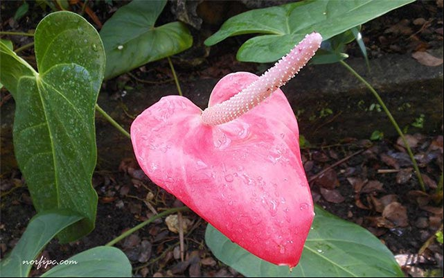 Foto del Anthurium andraenum, Anturio, Cala, espátula roja, paleta de pintor, corazón de Jesús, malanguita roja con el espádice de color rojo