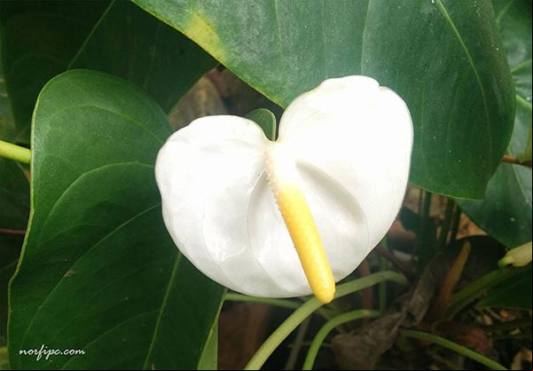 Foto de una variedad del Anthurium andraenum con el espádice de color blanco