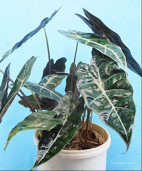 Foto del Anthurium crystallinum conocido de forma popular como cabeza de caballo