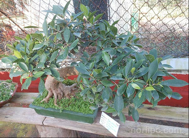 Bonsái de un Ficus estusa de 3 años al que se le trata de dar el estilo "barrido por el viento" (Fukinagashi)