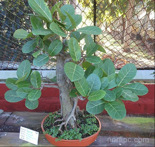 Bonsái del árbol de Jagüey de 7 años con el estilo "formal de tronco recto" (Chokkan)