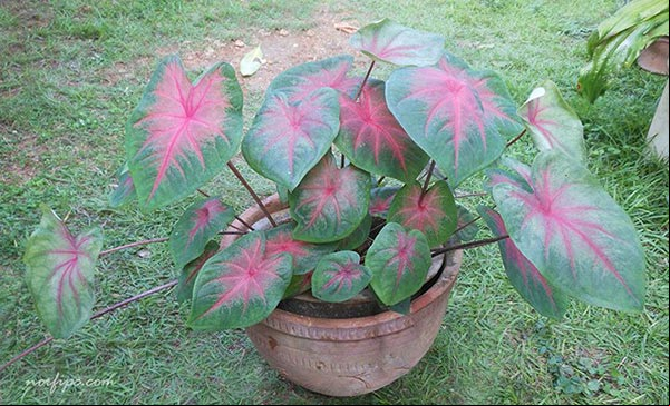 Foto de la planta del Caladio bicolor, conocido como Oreja de elefante, Corazón de Jesús y Paleta del pintor