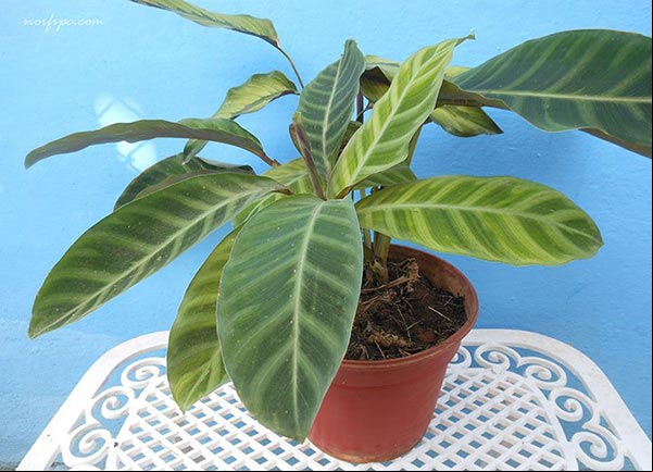Foto de la Calathea zebrina, Cebrina o Planta cebra