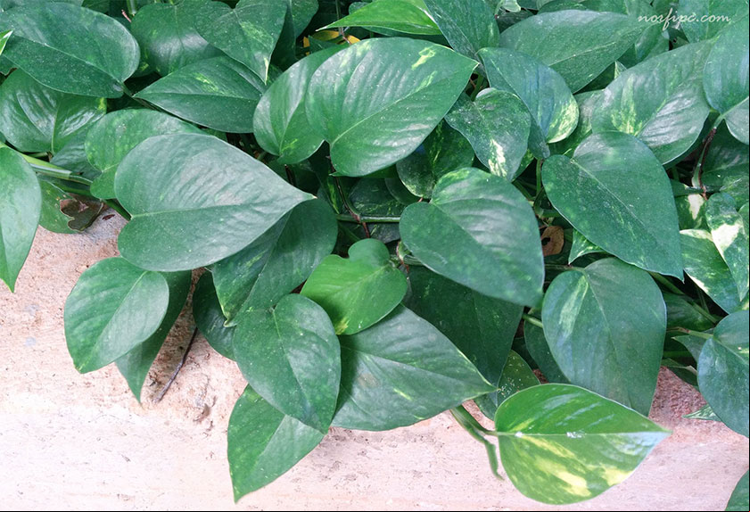 Foto del Epipremnum aureum, conocido también como Malanguita trepadora, Potus, Pothos, Potos o Mata de agua