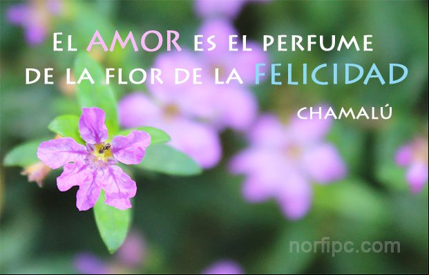 El amor es el perfume de la flor de la felicidad. Frase de Chamalú Frase de amor de Chamalú